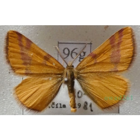 Lythria cruentaria (Hufnagel, 1767) Sudamek szczawiak Slovakia96g